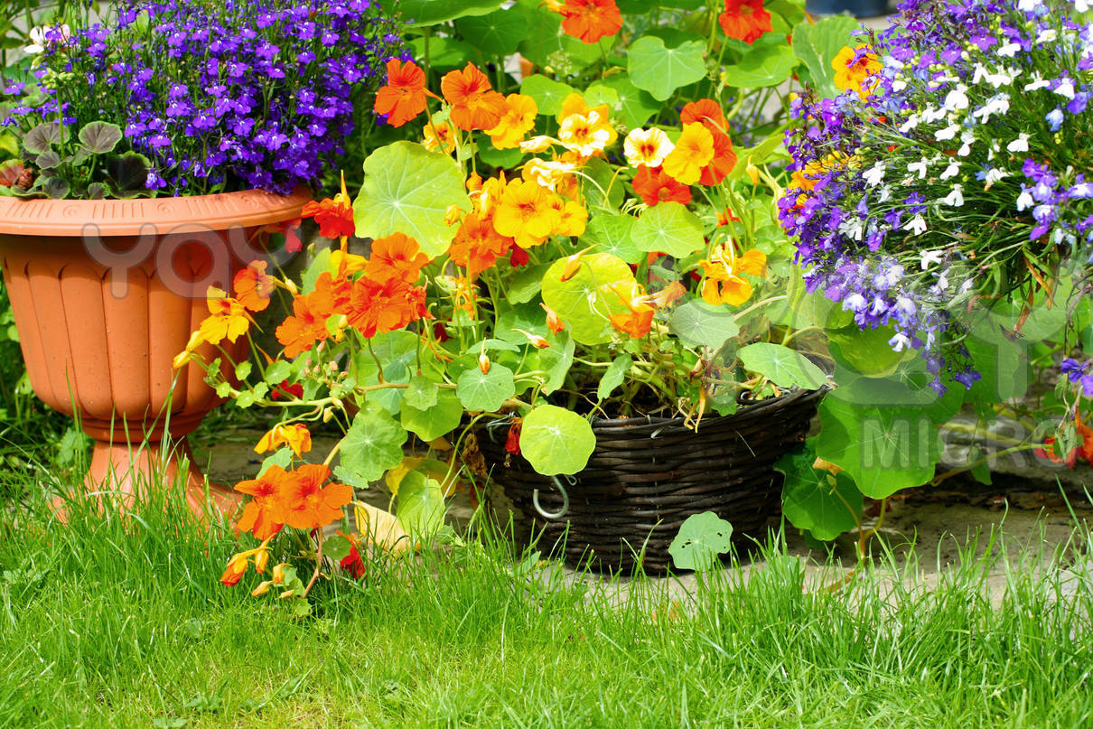 nasturtium flower 