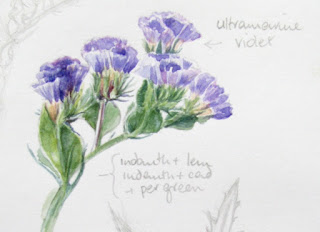 Watercolour study of Limonium sinuatum by Shevaun Doherty