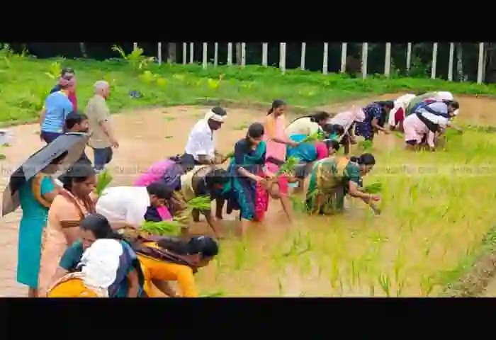 News, Vellarikkundu, Kasaragod, Kerala, Agriculture, Paddy Cultivation, Paddy cultivation begins in Abdul Khader's field.