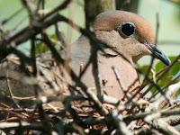 Dove Bird Nest