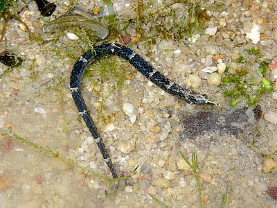 Pipefish