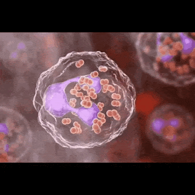 BACTERIA NEISSERIA GONORREAE