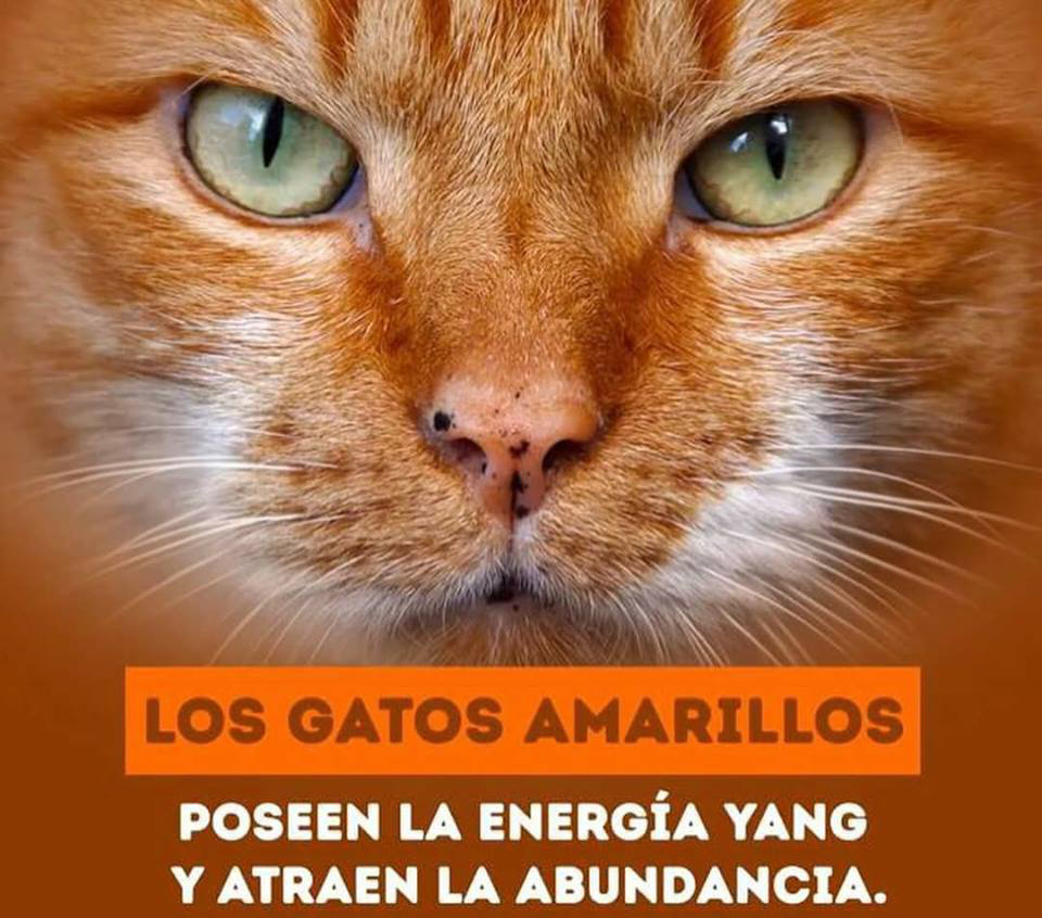 Como Influyen Los Gatos En Nuestras Vidas Mensaje Positivo