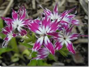 Phlox Twinkle mix