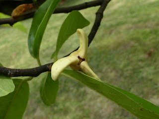 Rollinier - Corossol - Annona mucosa - Rollinia pulchrinervis