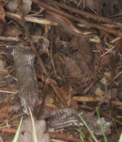 The front of a slowworm, Anguis fragilis, and some cast skin.  Cropped part of a rather dark photo.  Keston Common grassland walk, led by Judy John.  15 June 2011.