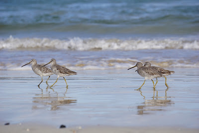 Bécassaux Sanerlings des Galapagos