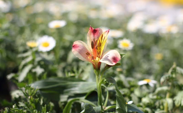 Peruvian Lily Flowers Pictures