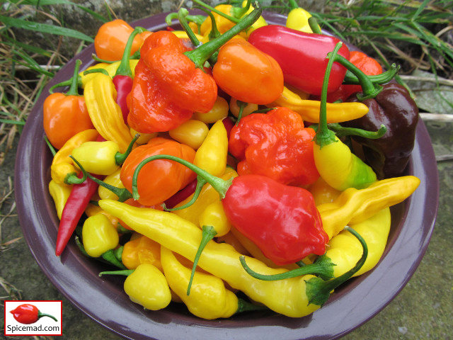 Chilli Harvest - 9th September 2019