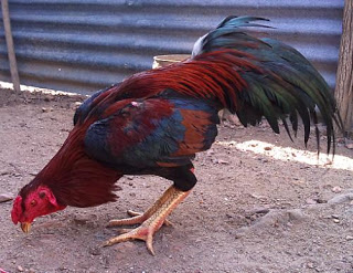 ayam bangkok riau