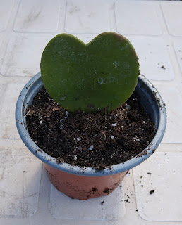 planta corazon