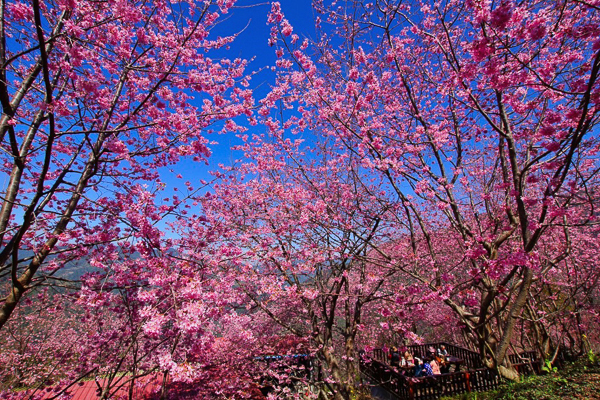 新竹尖石財伯觀光果園泰崗櫻花盛開春色滿園美不勝收，免費參觀