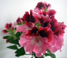 Regal Pelargonium PJ Miranda satiny florets opening into full flowers