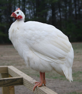 guinea fowl