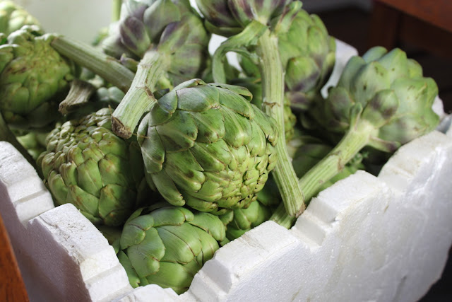 Artichokes خرشوف Kharshouf 