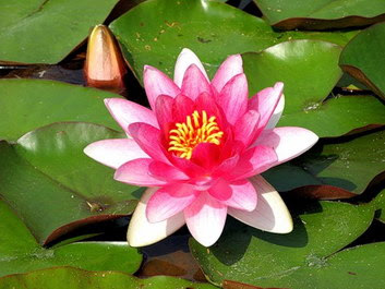 Lotus Flowers