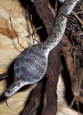 An egg-eating snake, with egg in its throat