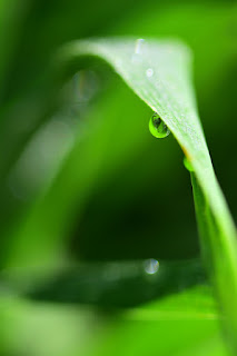 closeup of dew drops on lemongrass blades