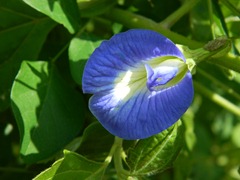 butterfly pea
