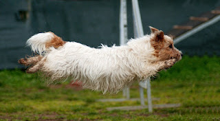 Jack russell terrier dog is running very fast, diving a dog.