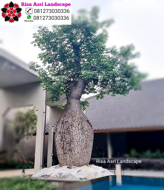 Kamboja Fosil, Panggang Iprik, Bonsai Beringin Dolar, Bonsai Serut Fosil,  Randu Varigata, Pohon Pule Monster, BotleTree, Olive Tree Zaitun, Bonsai Dolar Mangkok,  Pohon Tabebuya, Bonsai Anting Putri, Pohon Jasmin Dll