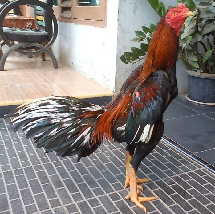Ayam Aduan 2018: Jamu Agar Nafas Ayam Panjang | Artikel ...