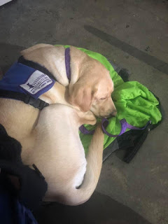 A yellow Labrador retriever in a purple service dog harness is curled up in a ball on a bright green blanket.