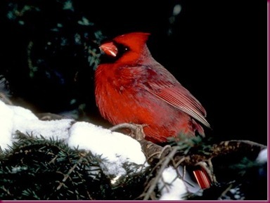 cardinal_489_600x450