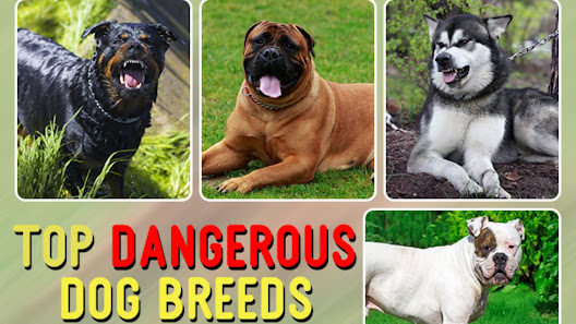 Most Dangerous Dogs In Word