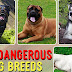 The 10 Most Dangerous Dog Breeds in 2023