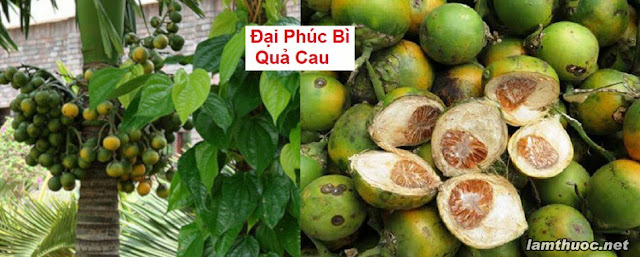 SỔ TAY CÂY THUỐC VÀ VỊ THUỐC ĐÔNG Y - ĐẠI PHÚC BÌ