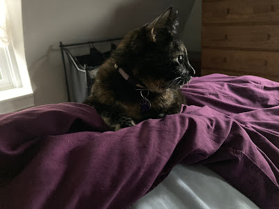 A black and brown tortoiseshell cat (Folio) sits on a comforter, gazing to the side. Her eyes shine softly in the morning light.