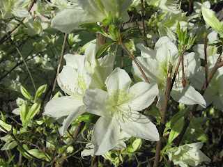 Fiore Azalea 