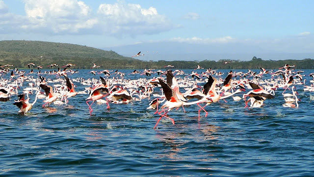 Lake Naivasha