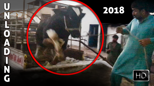 Out of Control Bull Unloading in Cattle Farm | First Unloading of Bakra Eid 2018 in Ahmad Dairy Farm