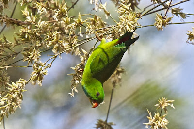 Lorículo vernal: Loriculus vernalis