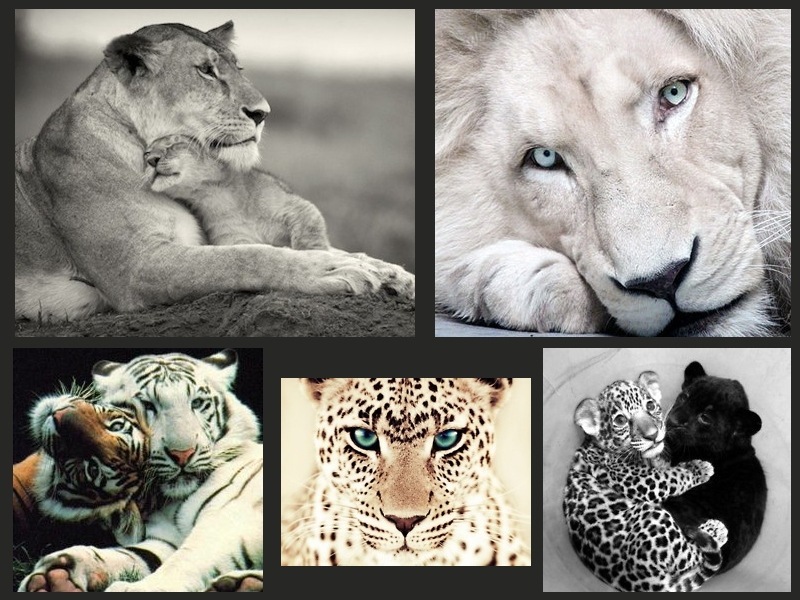 Imagen3z