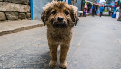 Brown colored cute puppy on an Indian street