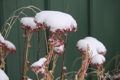 Sedum with snow