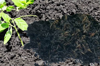 Biochar atau arang aktif untuk tanah pertanian