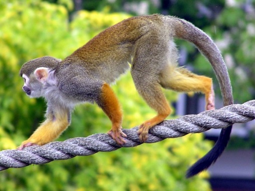 Top 10 List of Exotic Pets_www.wonders-world.com_10