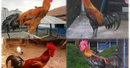 recommendations cara sukses beternak ayam potong