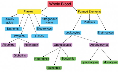 Composition of Blood