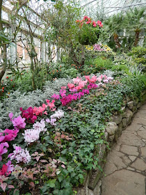 2018 Allan Gardens Conservatory Winter Flower Show massed cyclamen and ivy by garden muses--not another Toronto gardening blog