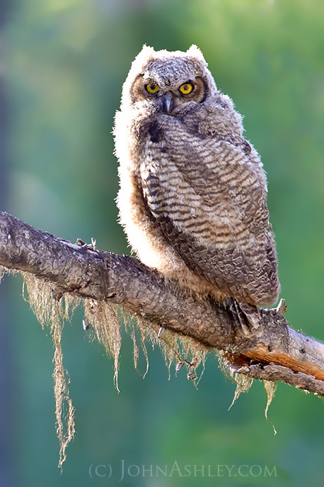 Juvenile great-horned owl (c) John Ashley