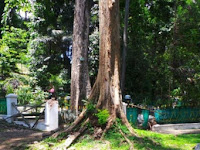 Sejarah Mbah Jepra Kebun Raya Bogor