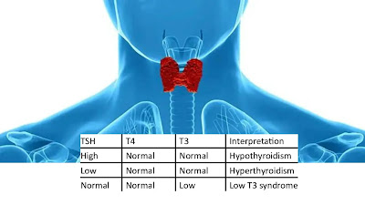 What Is a Thyroid Function Test