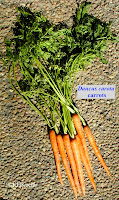 Daucus carota