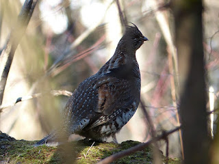 Bonasa umbellus - Gélinotte huppée