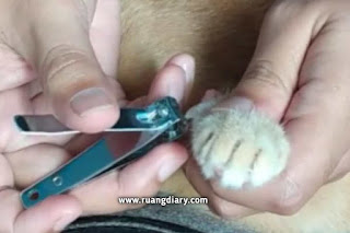 Cara memotong kuku kucing menggunakan gunting kuku manusia